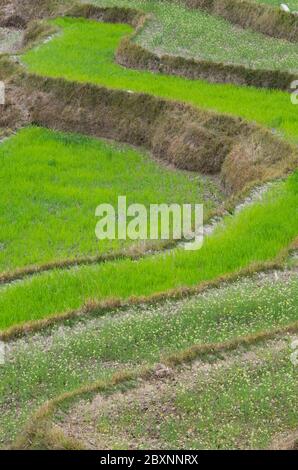 Bhutan, Punakha Bezirk, Yepaisa Dorf. Terrassierte Reisfelder. Stockfoto