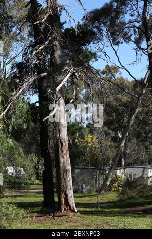 Wildes Buschland in Wedderburn, Victoria, Australien Stockfoto