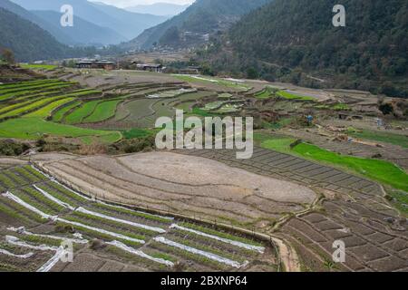 Bhutan, Punakha Bezirk, Yepaisa Dorf. Talübersicht der terrassenförmig angelegten Reisfelder. Stockfoto