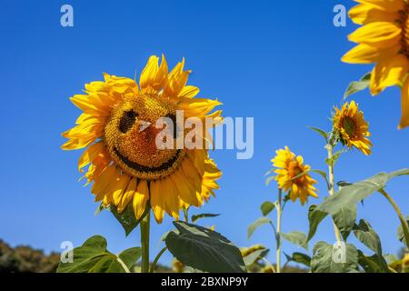 Lächelnd, Sonnenblume, Feld, fröhlich, Gesicht mit einem Schmetterling auf der Nase. Gelbe Blume auf einem blauen Himmel. Lachen, Lächeln, Freude. Sommerstimmung. Stockfoto