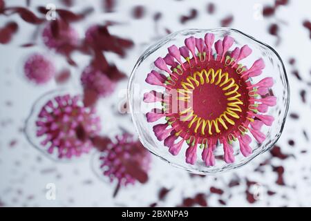 3D-Rendering des Coronavirus-Querschnitts mit einer Wasserschicht, die das Virus umgibt. Stockfoto