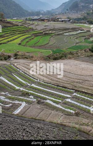 Bhutan, Punakha Bezirk, Yepaisa Dorf. Talübersicht der terrassenförmig angelegten Reisfelder. Stockfoto