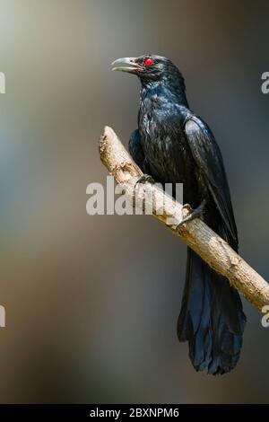 Bild des asiatischen Koelvogels (Männchen) auf dem Ast auf natürlichem Hintergrund. (Eudynamis scolopaceus). Vögel. Tier. Stockfoto