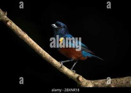 Ein männlicher Kastanienbauchiger Euphonia (Euphonia pectoralis) aus den Atlantischen Regenforen von SE Brasilien Stockfoto