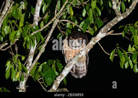 Eine Eule mit Braunbauch (Pulsatrix koeniswaldiana) aus den Atlantischen Regenwäldchen von SE Brasilien Stockfoto