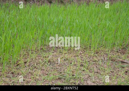 Bhutan, Punakha Bezirk, Yepaisa Dorf. Terrassierte Reisfelder. Stockfoto