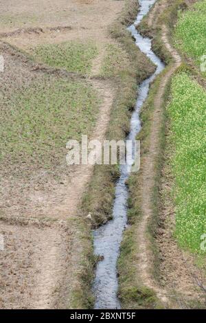 Bhutan, Punakha Bezirk, Yepaisa Dorf. Bewässerte terrassierte Reisfelder. Stockfoto