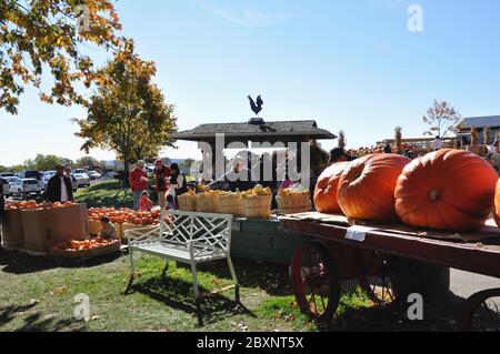 Milton, Ontario / Canada - 10/19/2008: Kürbisse auf einem Bauernhof mit einem großen Kürbis. Stockfoto