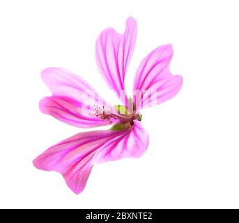 Gewöhnliche Malvenblume - malva sylvestris. Heilpflanze. Hintergrundbeleuchtete High-Key-Taste mit selektivem, flachem Fokus für künstlerische Effekte. Isoliert auf weiß. Stockfoto