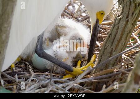 Große Reiher Nest mit jungen Küken. Vögel nisten. Stockfoto