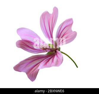 Gewöhnliche Malvenblume - malva sylvestris. Heilpflanze. Hintergrundbeleuchtete High-Key-Taste mit selektivem, flachem Fokus für künstlerische Effekte. Isoliert auf weiß. Stockfoto