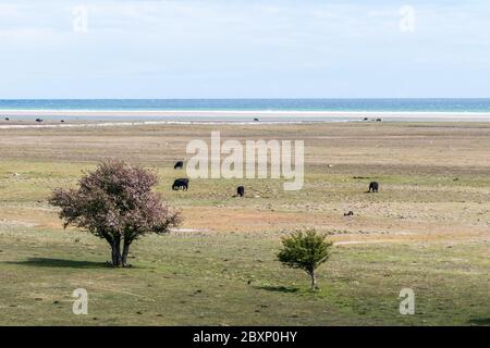 Bäume und Weidevieh in einem weiten, offenen Grasland im Naturschutzgebiet Ottenby in Schweden Stockfoto