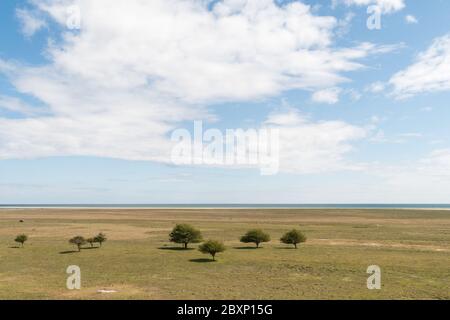 Bäume in einer breiten Wiese im Naturschutzgebiet Ottenby auf der Insel Oland in Schweden Stockfoto