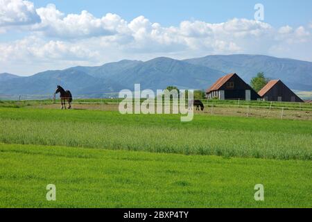 Ländliche Landschaft mit Pferden auf Weide im Hintergrund traditionelle Holzbarnen und Berge. Slowakei Land, Region Turiec. Stockfoto