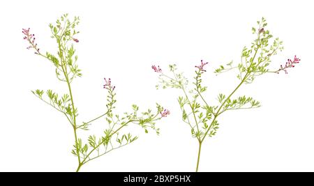 Fumaria officinalis, der gemeinsame fumiterory, Droge fumiterory oder Erdrauch. Isoliert auf weiß Stockfoto