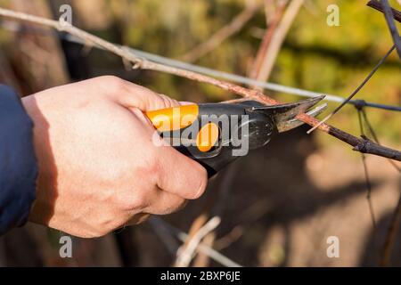 Frühling Bäume und Trauben schneiden, Gärtner beschneiden ein Baum-Konzept. Frühlingsarbeit im Garten und Weinberg. Stockfoto