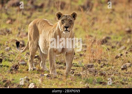 Löwen in Südafrika Stockfoto