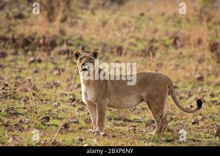 Löwen in Südafrika Stockfoto