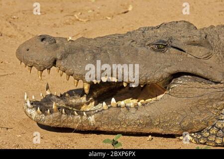 nilkorcodile, Südafrika Stockfoto