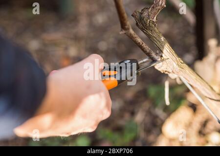 Frühling Bäume und Trauben schneiden, Gärtner beschneiden ein Baum-Konzept. Frühlingsarbeit im Garten und Weinberg. Stockfoto