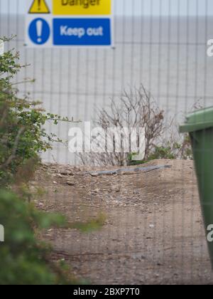 Eastchurch, Kent, Großbritannien. Juni 2020. Das Sheppey Coastguard Team wurde gestern Abend von Dover Coastguard mit Berichten von 3 Leuten beauftragt, die über die Klippen von Eastchurch Gap gingen. Bei der Ankunft waren die 3 Leute über Sicherheitszaun zurückgekehrt und haben den Bereich verlassen. Nachbarn haben berichtet, dass die Zahl der Menschen, die die Sicherheitsbarrieren durchbrechen, zugenommen hat und gestern ein weiterer kleiner Abschnitt der Klippe abbricht. Quelle: James Bell/Alamy Live News Stockfoto