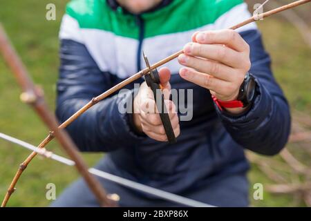 Frühling Bäume und Trauben schneiden, Gärtner beschneiden ein Baum-Konzept. Frühlingsarbeit im Garten und Weinberg. Stockfoto