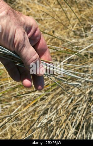 Männchen Hand greifen hoch getrocknetes Gras Stockfoto
