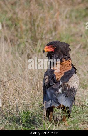 Ein Bateleur Adler (Terathopius ecaudatus) auf dem Boden Kruger Park. Südafrika. Stockfoto