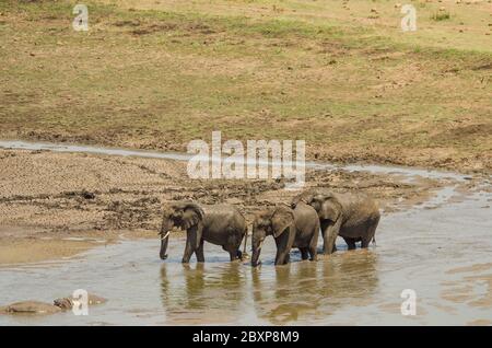 African Elephant (oxodonta africana) und gemeinen Nilpferd (Hippopotamus amphibius), waten durch Sabie Fluss Kruger Park. Südafrika. Stockfoto