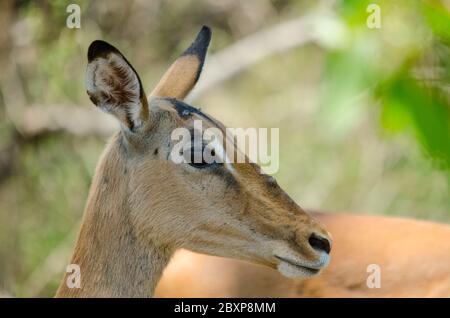 Thomson-Gazelle (Eudorcas thomsonii) weiblich im Kruger Park. Südafrika. Stockfoto