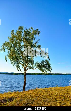 Sommer sonnige Landschaft - russische Birke in starkem Wind am Rande der kleinen Klippe am Irtyash See im südlichen Ural, Russland. Stockfoto