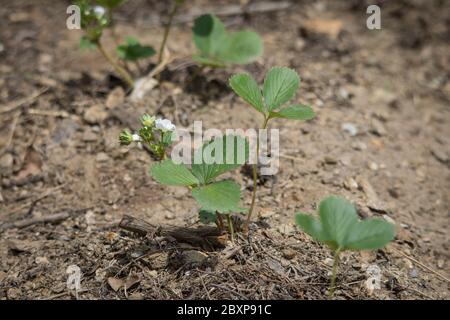 Junge Erdbeerpflanzen im Gemüsegarten, blühend, Spanien. Stockfoto