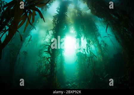 Ein üppiger, biovielfältiger Wald von Riesenkelp, Macrocystis pyrifera, wächst in den kalten östlichen Pazifik-Gewässern, die entlang der kalifornischen Küste fließen. Stockfoto