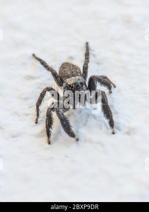 Kleine Spinne (Salticidae Sp.) an einer weißen Wand Stockfoto