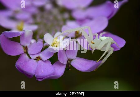 Eine Krabbenspinne (Misumena vatia), die auf die Beute der Iberis nazarita-Blume wartet, Andalusien, spanien. Stockfoto