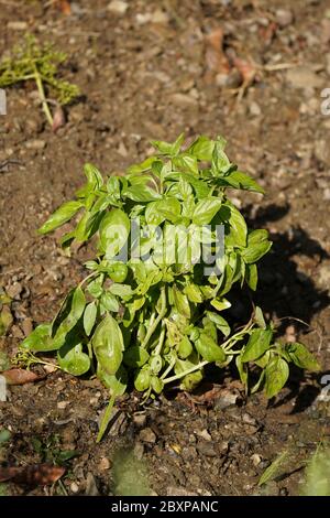 Basilikum, Pflanze, Ocimum basilicum, große Basilikum oder Saint-Joseph-Würze wachsen im Garten.