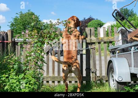 Französischer Dogue de bordeaux, der auf seinen Hinterbeinen gegen einen Holzzaun steht, um das Gelände zu schützen Stockfoto