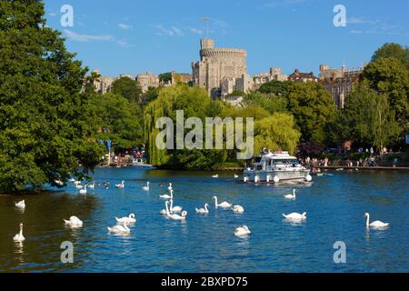 Themse und Schloss Windsor, Windsor, Berkshire, England, Vereinigtes Königreich, Europa Stockfoto