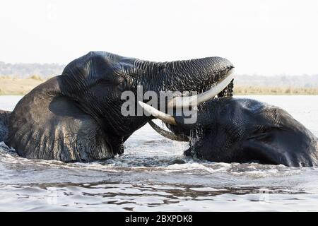 Elefanten, Nashörner, Krüger National Park, Südafrika Stockfoto