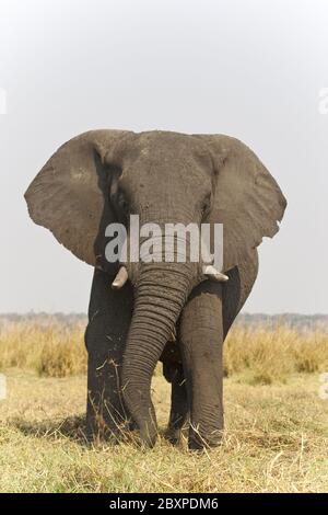 Elefanten, Nashörner, Krüger National Park, Südafrika Stockfoto