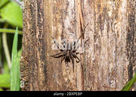 Wolfsspinne (Pardosa amentata) mit Eiersack, Garten, Sussex, UK Stockfoto