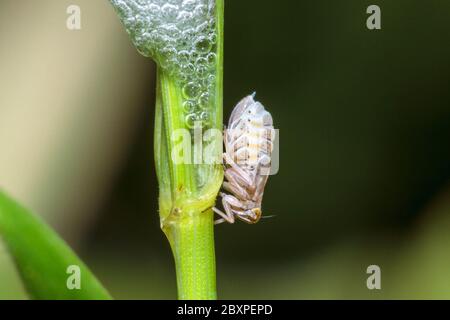 Gewöhnlicher Froghopper (Philaenus spumarius) mit Kuckuckspieß Stockfoto