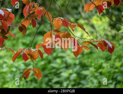 Licht durch junge Kupferbuche (im Frühling) Stockfoto