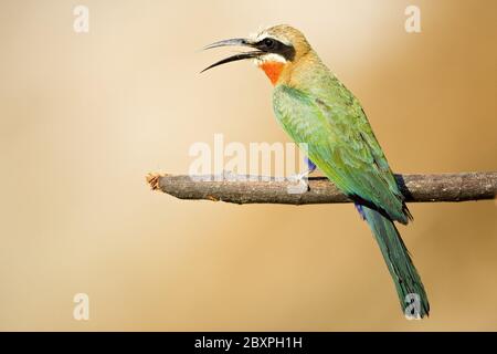 Bienenfresser mit weißer Fassade, Moremi Wildlife Reserve, Okavango Delta, Botswana, Afrika Stockfoto