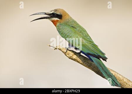 Bienenfresser mit weißer Fassade, Moremi Wildlife Reserve, Okavango Delta, Botswana, Afrika Stockfoto