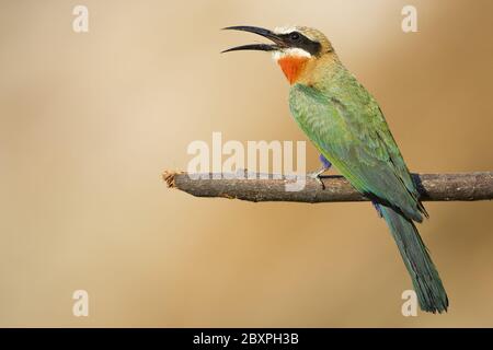 Bienenfresser mit weißer Fassade, Moremi Wildlife Reserve, Okavango Delta, Botswana, Afrika Stockfoto