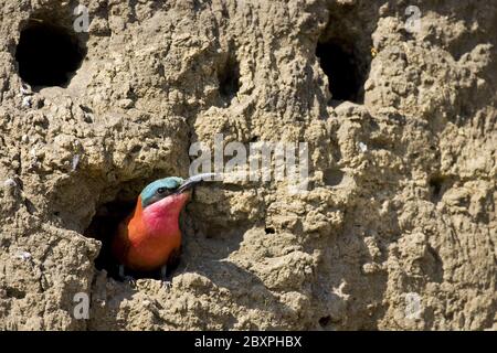 Carmin Bee-Eater, Moremi Wildlife Reserve, Okavango Delta, Botswana, Afrika Stockfoto