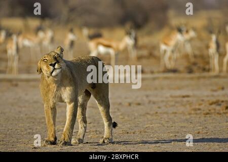 Löwin mit Antilopen, Makgadikgadi Pans National Park, Botswana, Afrika Stockfoto