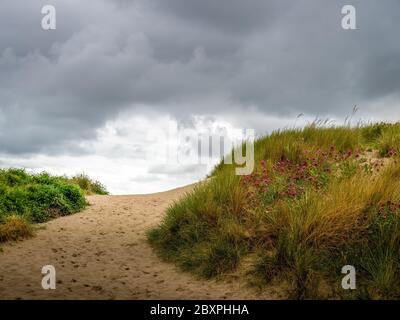 Sanddünen mit wilden Küstengräsern am Strand von Instow an der Nordküste von Devon, England, Großbritannien. Weg zum Meer. Stockfoto