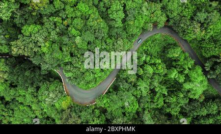 Luftaufnahme der kurvenreichen Straße durch die dichten Wälder auf dem hohen Berg in Encumeada, Ribeira Brava, Madeira. Stockfoto